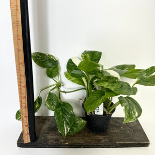 Z-5225 - Monstera lechleriana variegated