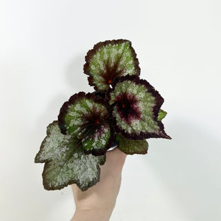 Begonia 'Steve Rosenbaum' [#2089]