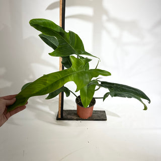 Philodendron 'Jerry Horne' (Non-TC) [#1972]
