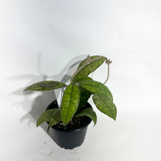 Z-5017 - Hoya sp. Perak Malaysia **NEW**