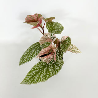 Begonia 'Snow Capped' (Variegated) [#2172]