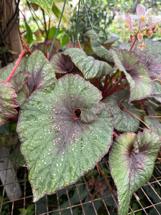 Begonia 'Steve's Leaves Verdant Heart'