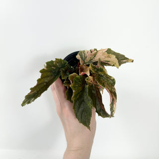 Begonia 'Ginny Galaxy' [#2493]