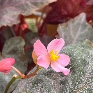 Begonia 'Robin'