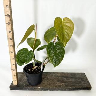 Z-4797 - Philodendron aff. brandtianum (Shingling Form)