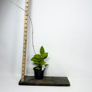 Hoya 'Patricia' [#2379]