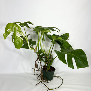 Monstera deliciosa var. borsigiana albo-variegata - Two Plants [#1447]