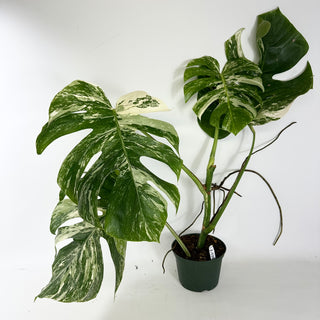 Z-5393 - Monstera deliciosa var. borsigiana albo-variegata