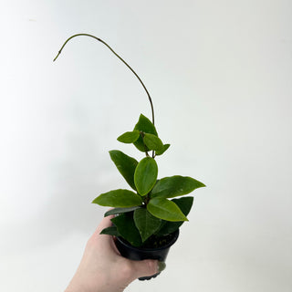 Hoya 'Patricia' [#1858]