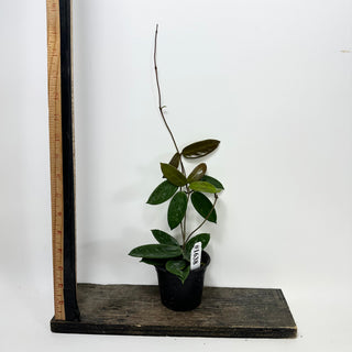 Hoya vangviengiensis [#1638]