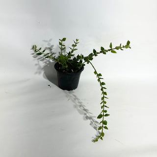 Hoya chinghungensis [#1937]
