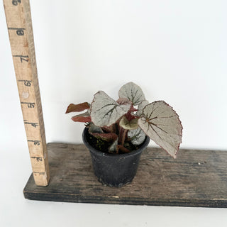 Begonia 'Rice Paper' [#2045]