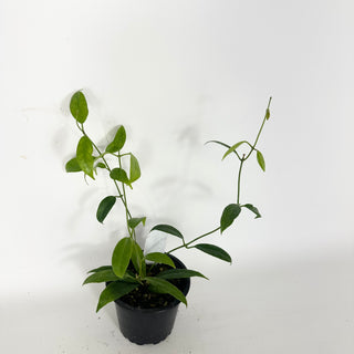 Hoya megalantha [#2322]