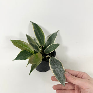 Hoya archboldiana (outer variegated) [#1958]