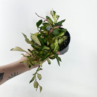 Hoya lacunosa minara [#1954]