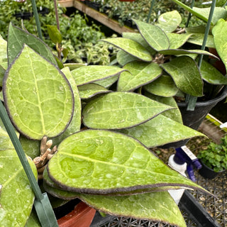 Hoya parasitica 'Black Margin'