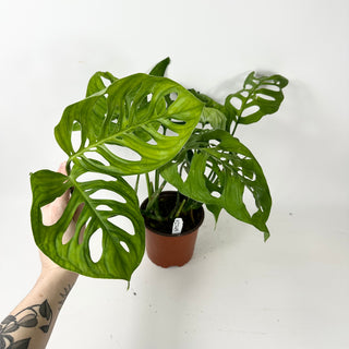 Monstera esqueleto [#2345]