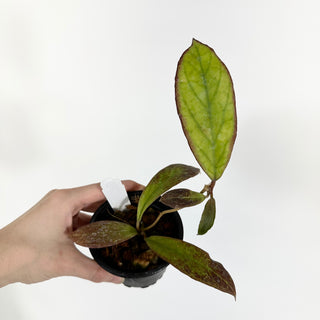 Hoya 'Udroiu' [#1552]