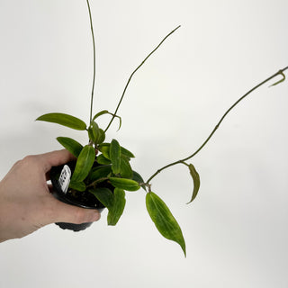 Hoya bordenii [#2201]