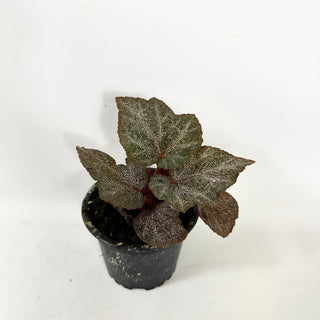 Begonia 'Robin' [#1942]