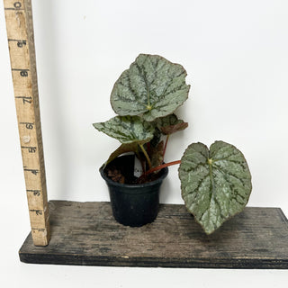 Begonia 'Steve's Leaves Saxon's Dream' [#2017]