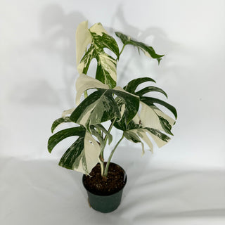 Monstera deliciosa var. borsigiana albo-variegata [#1635]