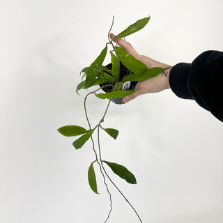 Hoya uncinata [#2232]