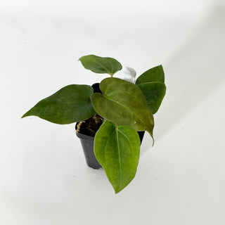 Anthurium Wu papillilaminum x 'Arnold Schwarzenegger' [#1675]