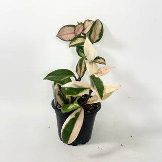 Hoya carnosa 'Purple Pride' [#1945]