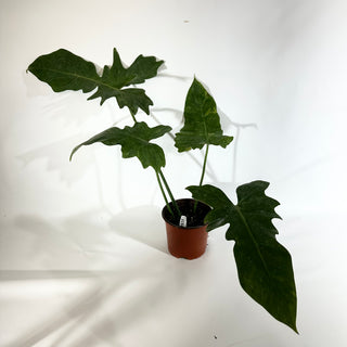 Philodendron 'Mottled Dragon' (Non-TC) [#1843]
