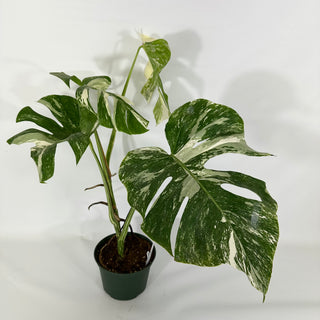 Monstera deliciosa var. borsigiana albo-variegata [#1310]