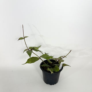 Hoya pusilla Malaysia [#2372]