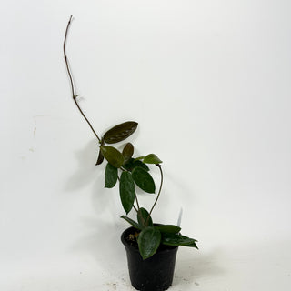 Hoya vangviengiensis [#1638]