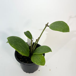 Hoya 'Ghost Fairy' [#2189]