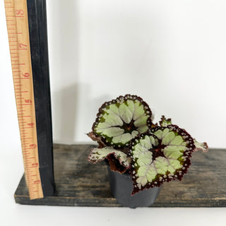 Begonia 'Dolce Vita' [#2100]