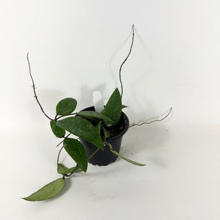Hoya honglenae
