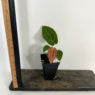 Anthurium 'Big Bertha' x 'Arnold Schwarzenegger' [#2076]
