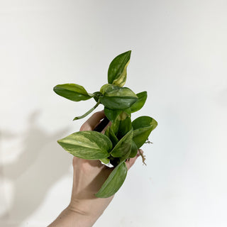Z-5066 - Scindapsus pictus 'Rubicon'