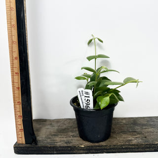 Hoya aeschynanthoides [#1596]