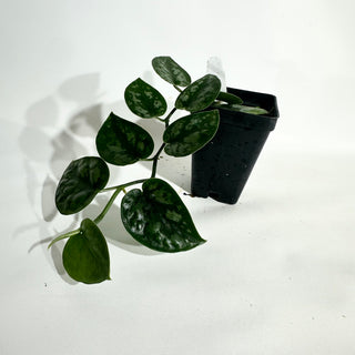 Z-5015 - Scindapsus pictus 'Black Mamba'