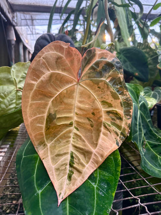 Anthurium 'Arnold Schwarzenegger' x self - One Seed Per Pack