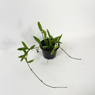 Hoya loherii [#1738]