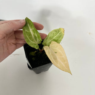 Anthurium 'Jean-Claude Van Damme' x 'Arnold Schwarzenegger' [#2088]