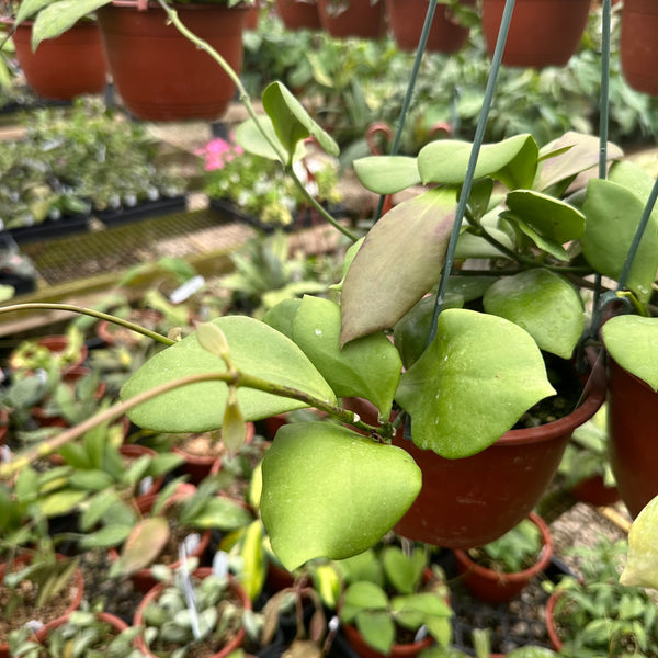 Hoya anulata 'Pink' – Steve's Leaves