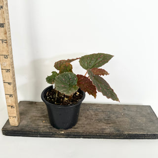 Begonia darthvaderiana/malachosticta x negrosensis [#2159]