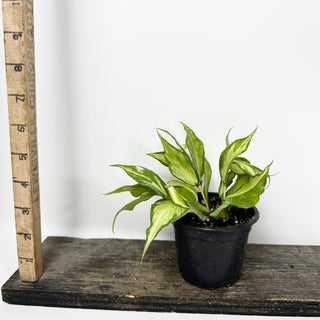 Hoya polyneura (inner variegated) [#2384]