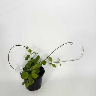 Hoya endauensis [#2197]