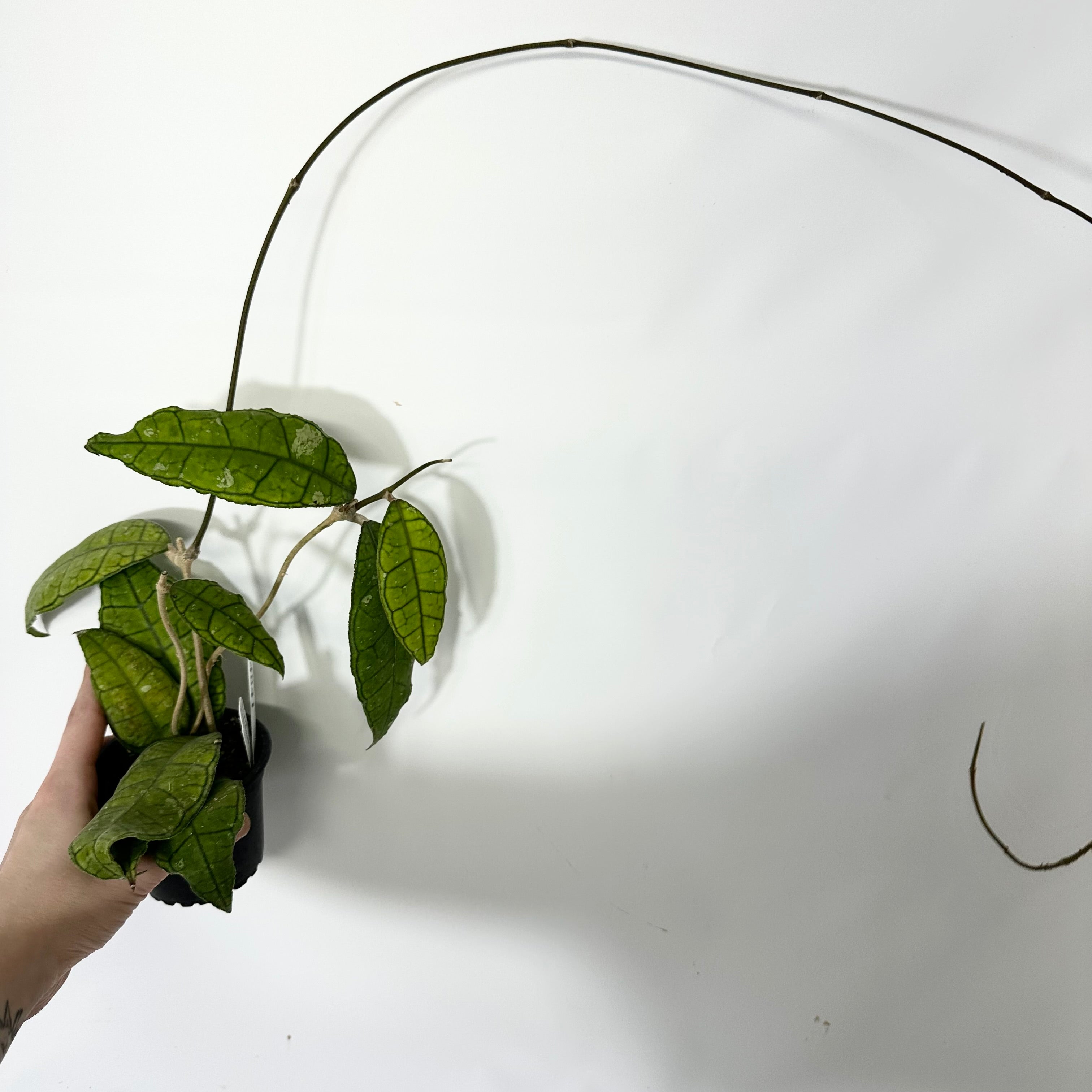 Z-4841 - Hoya sp. Nong Nooch **2nd Release** – Steve's Leaves
