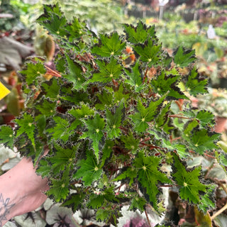 Begonia 'Steve's Leaves Donnie Brown'