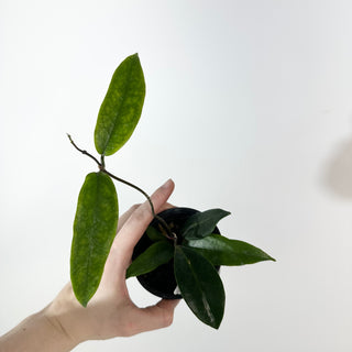 Hoya flavenscens IML 1117 [#2190]